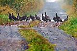 Wild Turkeys In A Lane_51810